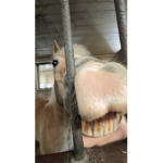 Clean horse teeth group