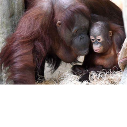 ORANGUTAN place