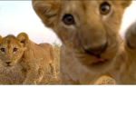 Blu Lions Fan Group!