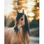 HORSE PWR