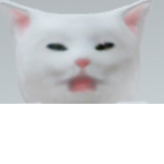 Salad cat group