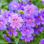 Purple 4 Life (A random, but good group)
