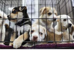 Helping The Animal Shelter