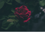 🥀 maddi’s roses 🥀