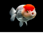 Fish clan (: