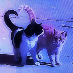 My Cuties!!!