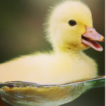 Little rubber Ducky’s