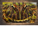 pacman frog