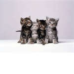 the cat loveing people :D :D :D