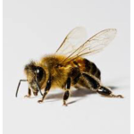 BusyBeeMcyt