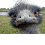 emo emus