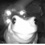 This is the official frog group.