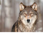 CUTE WOLF!