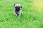 ROBLOX PuG ArMY GaNG GRoUp