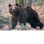 Bears United. / we will help /