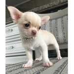 I love Chihuahuas !!!!