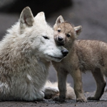 The Wolf Pack family!