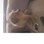 A group for doggoz