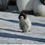 Little Penguins <3