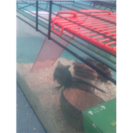 Gerbil lovers