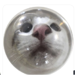 The colony of cat