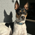 The Cats & Dogs Fan Group