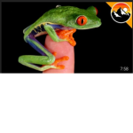 Frogs hood stars