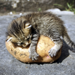 Potato cat fam