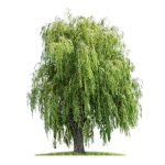 Willow tree fan club