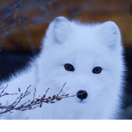 The Best fox group