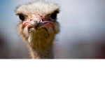 The OSTRICHES ;)