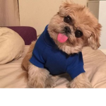 Dogs and Cats rule!!!!!!