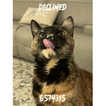 DECL1NED