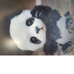 Panda sq