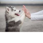 Dogs rule (maybe cats)