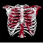 The World Of Bones