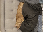 Kittens = good pets!