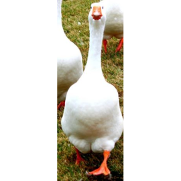 geese icon