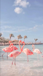 Pink flamingos love