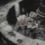 ۶ৎ Rose's Garden ۶ৎ