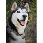 HUSKYS RULE TEAM