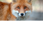 Foxi Youtube