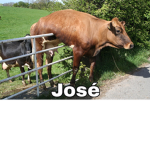 The Cattle Assembly