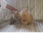 Bunnys are the best