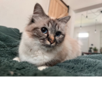 Katty’s