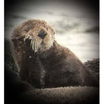 The Otter studios group