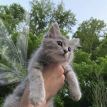y2kitty.