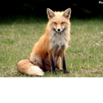 FOXES x3