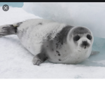 Baby Sealssssss