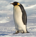 Penguin lord